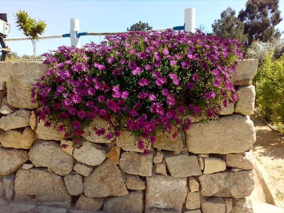 Quinta Ribeiro Tanquinhos Guest House Tancos Bagian luar foto